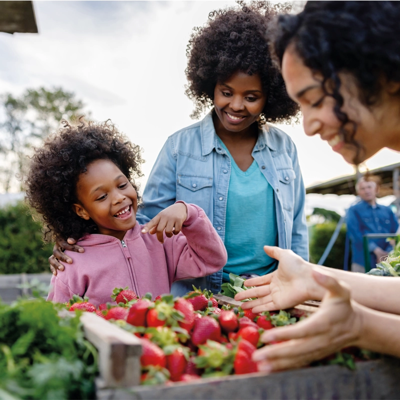 family-gathering-strawberries-800x800.webp